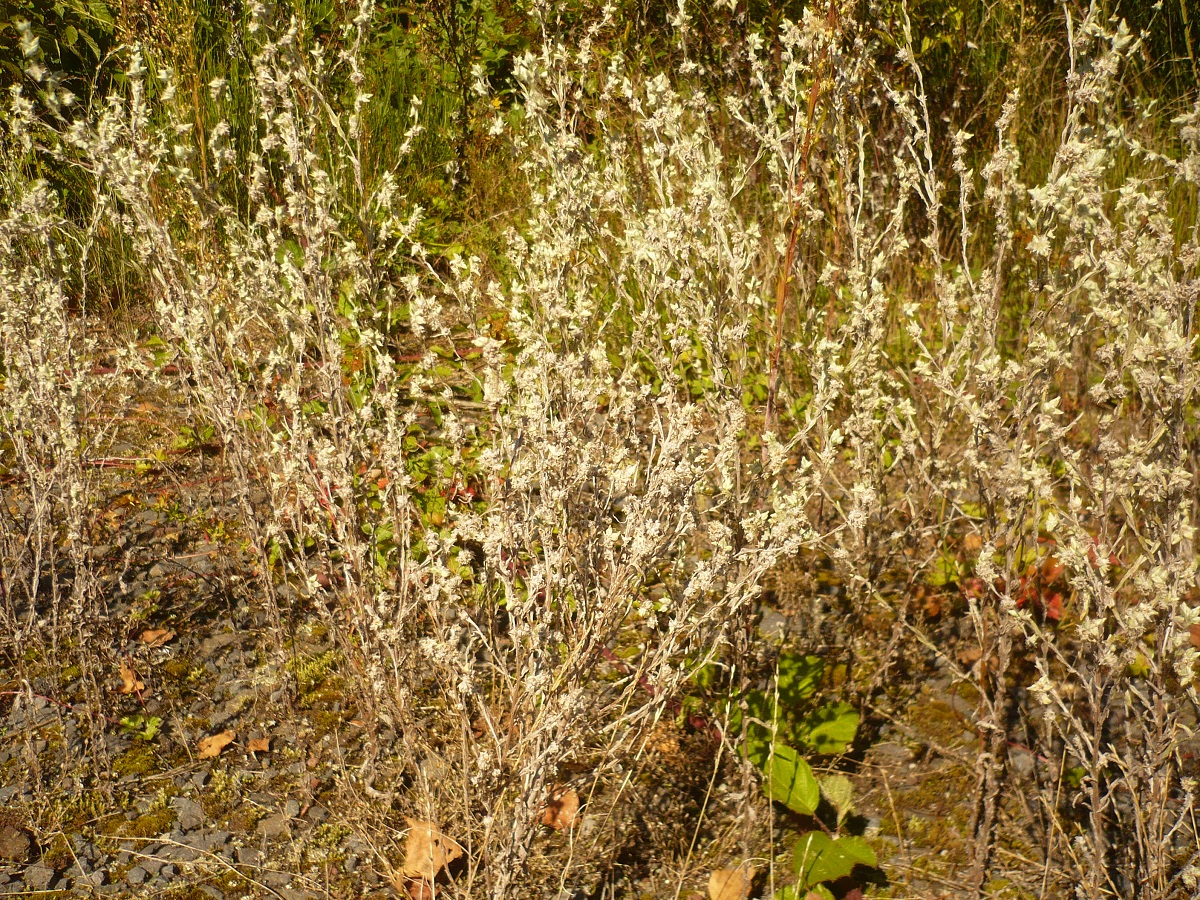 Filago arvensis (Asteraceae)